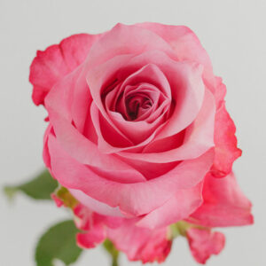 Rose All for love