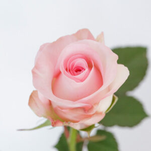 Pink Porcelain Rose