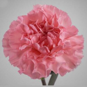 Carnation cupid pink