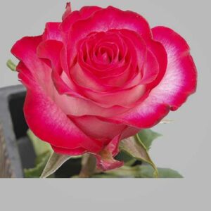 Roses Bicolor Riviera